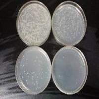 TB固體培養基粉劑(Terrific Broth)