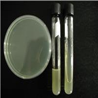 YPD/YEPD固體培養基粉劑