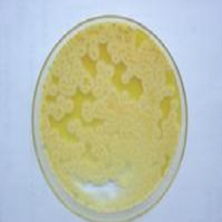 YT培養基粉劑(2×)