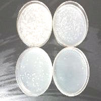 LB Lennox培養基粉劑