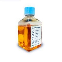 標準綿羊血清（無菌過濾、熱滅活）