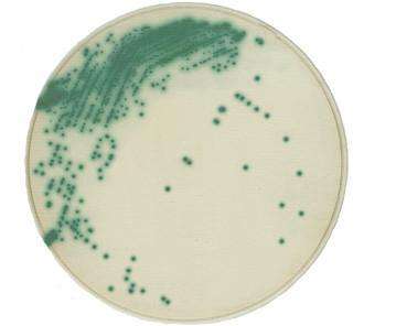 1/2 MS培養(yǎng)基粉劑(含蔗糖)