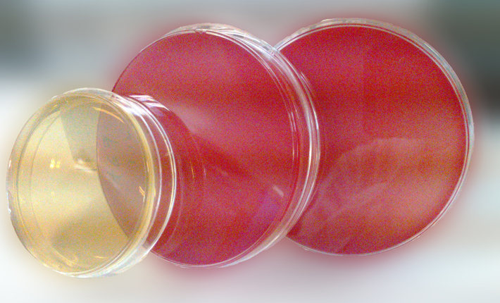 1/2 MS培養基(不含蔗糖和瓊脂)