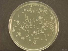 懸浮培養基(SM,2%)參數說明